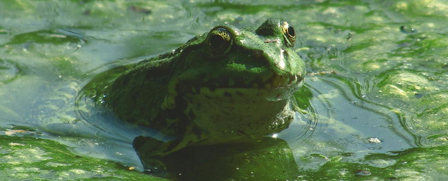 poolplatz.de-blog-algen-im-frame-pool frosch im grünen wasser