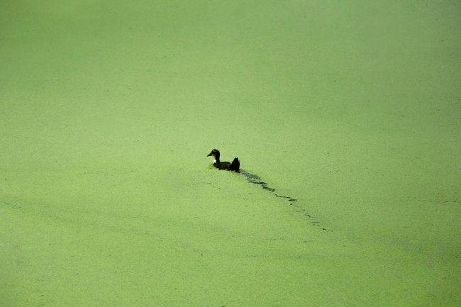 ente schweimmt durch komplett grün veralgten teich