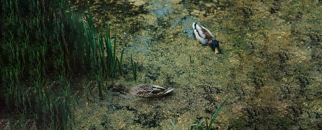enten im veralgten teich